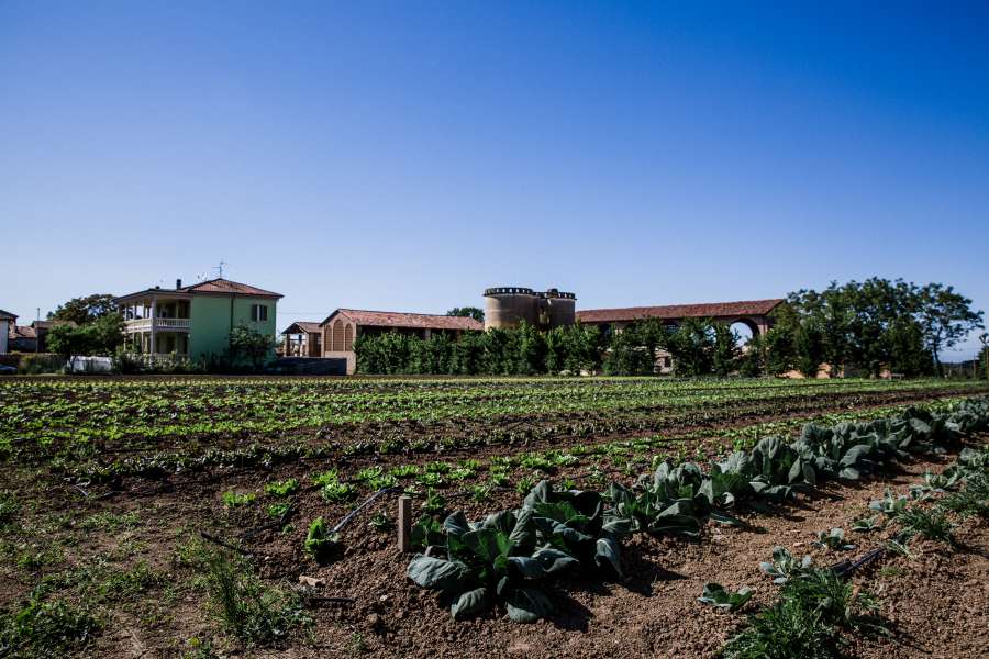 Azienda Agricola il Monastero - terreno